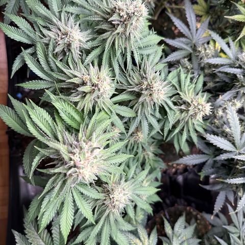 Gorilla Melon growlog timeline photo