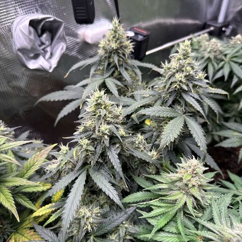 Fat Banana growlog timeline photo
