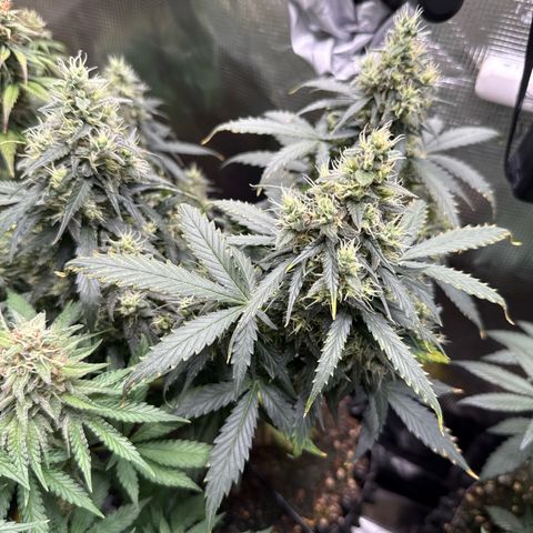 Fat Banana growlog timeline photo