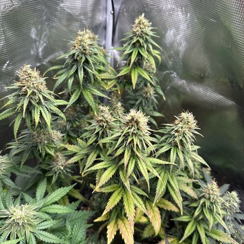 Special Kush #1 growlog timeline photo