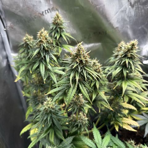 Special Kush #1 growlog timeline photo