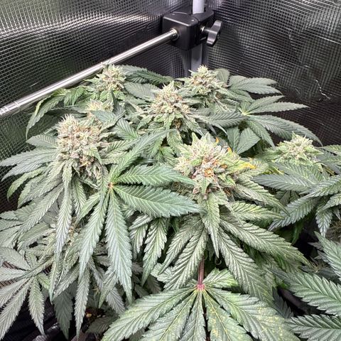 Rainbow Melon growlog timeline photo