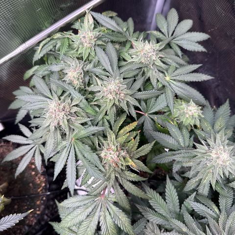 Rainbow Melon growlog timeline photo