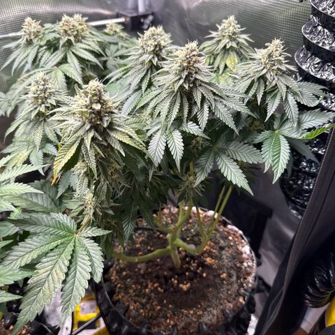 Gorilla Melon growlog timeline photo