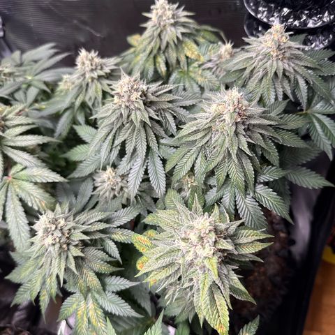 Gorilla Melon growlog timeline photo