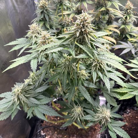 Lemonpaya growlog timeline photo