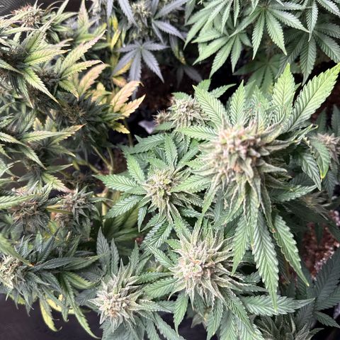 Lemonpaya growlog timeline photo