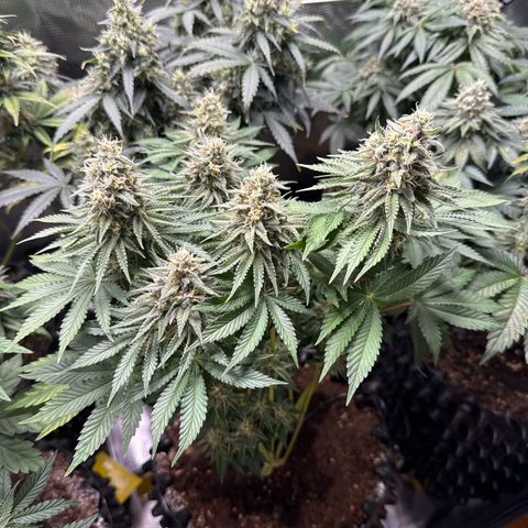 Gorilla Melon growlog timeline photo