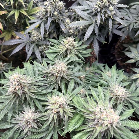 Gorilla Melon growlog timeline photo