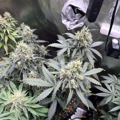 Fat Banana growlog timeline photo