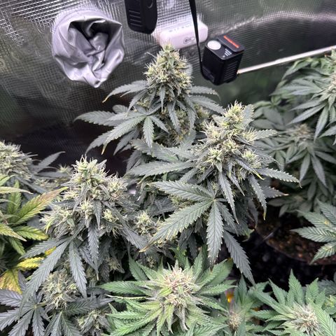 Fat Banana growlog timeline photo