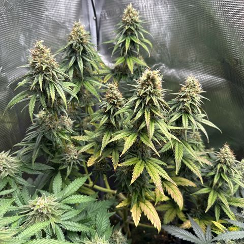Special Kush #1 growlog timeline photo