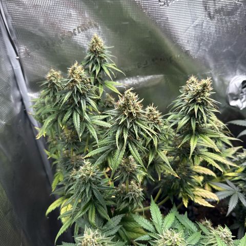 Special Kush #1 growlog timeline photo