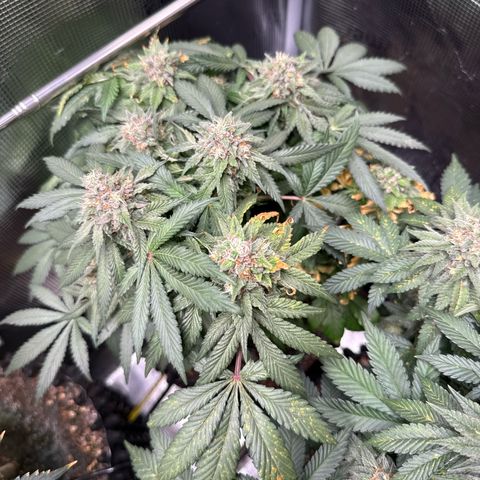 Rainbow Melon growlog timeline photo