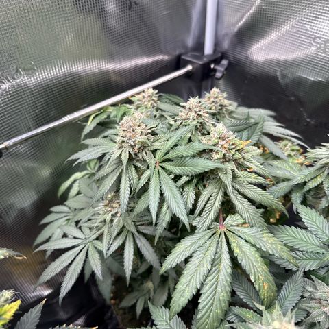 Rainbow Melon growlog timeline photo