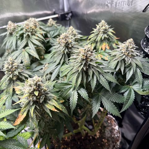 Gorilla Melon growlog timeline photo