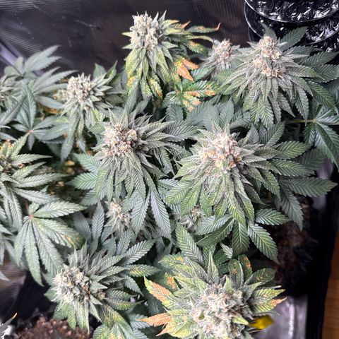 Gorilla Melon growlog timeline photo