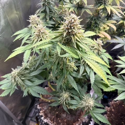 Lemonpaya growlog timeline photo