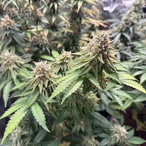 Lemonpaya growlog timeline photo
