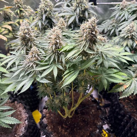 Gorilla Melon growlog timeline photo