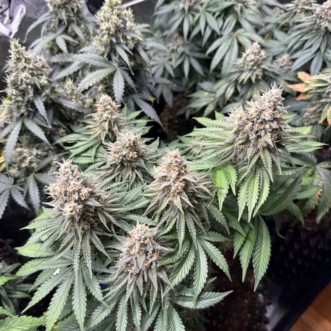 Gorilla Melon growlog timeline photo