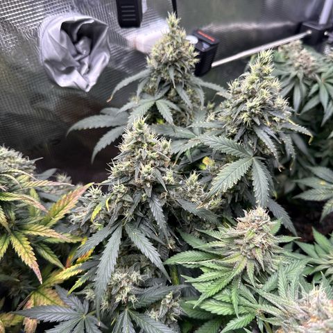 Fat Banana growlog timeline photo