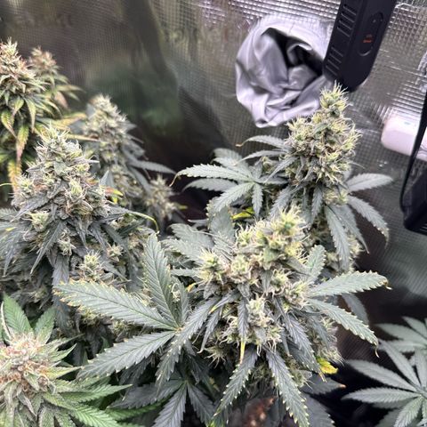 Fat Banana growlog timeline photo