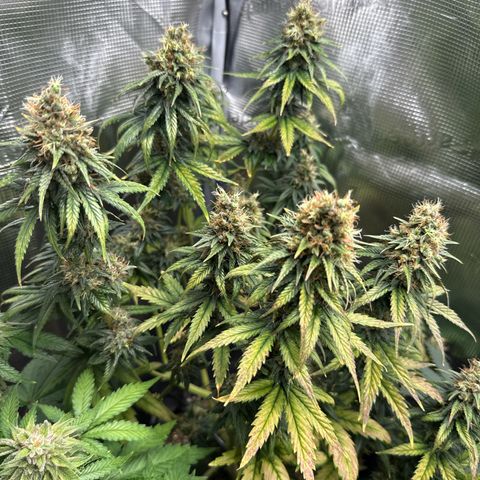 Special Kush #1 growlog timeline photo