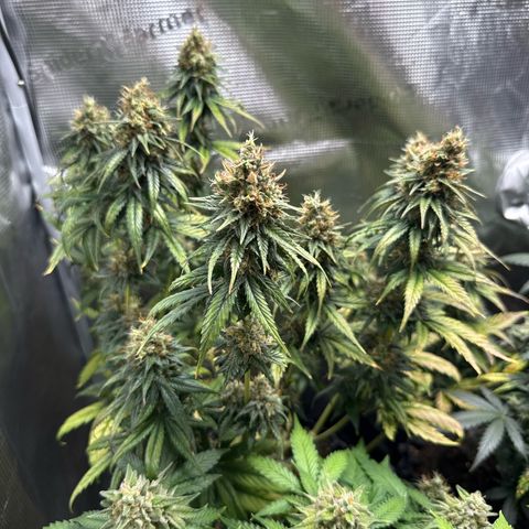 Special Kush #1 growlog timeline photo