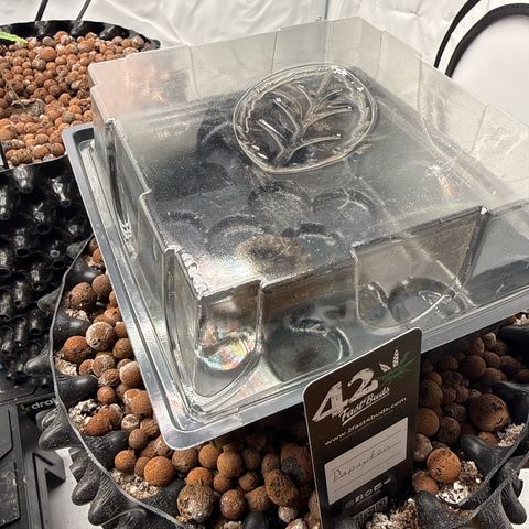Papayton  growlog timeline photo