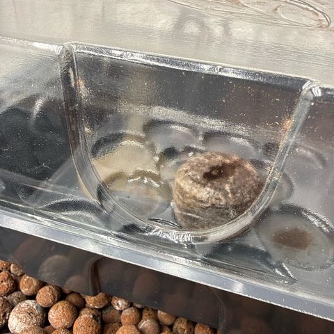 Papayton  growlog timeline photo