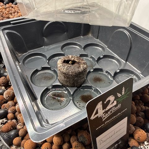 Papayton  growlog timeline photo