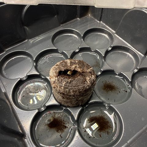 Papayton  growlog timeline photo