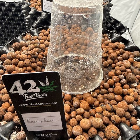 Papayton  growlog timeline photo
