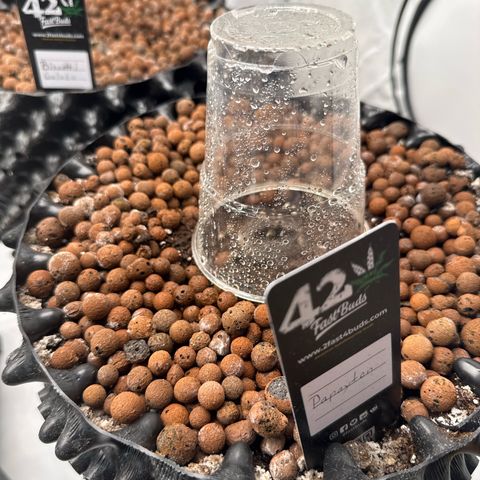 Papayton  growlog timeline photo