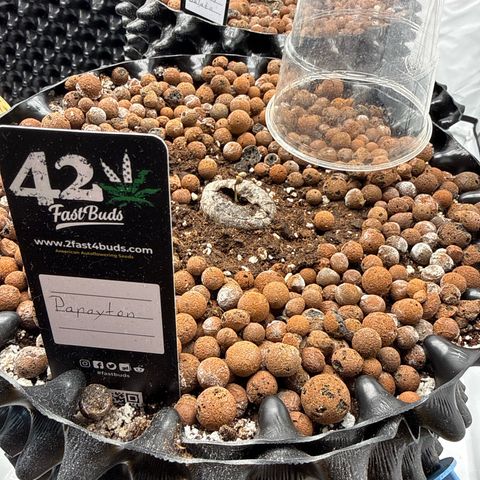 Papayton  growlog timeline photo