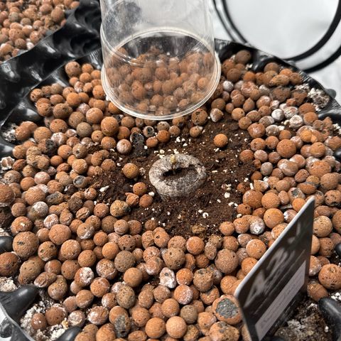 Papayton  growlog timeline photo