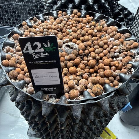 Papayton  growlog timeline photo