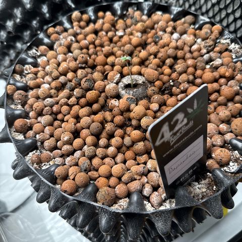 Papayton  growlog timeline photo