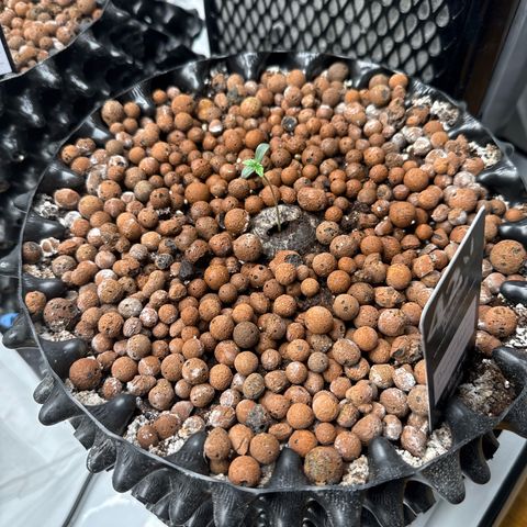 Papayton  growlog timeline photo
