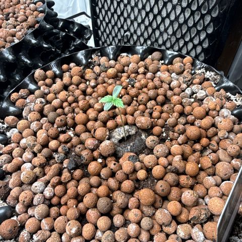 Papayton  growlog timeline photo