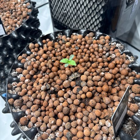 Papayton  growlog timeline photo