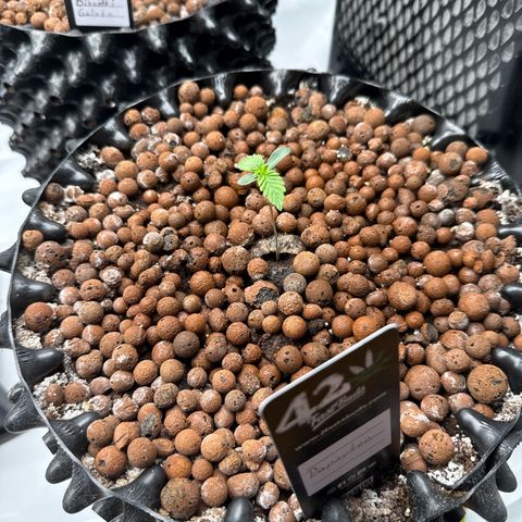Papayton  growlog timeline photo