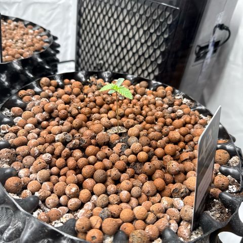 Papayton  growlog timeline photo