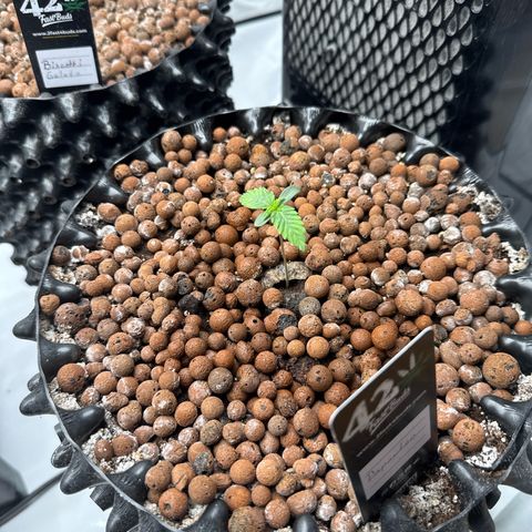 Papayton  growlog timeline photo