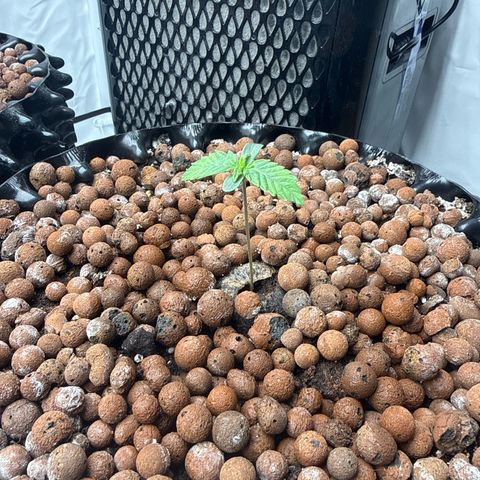 Papayton  growlog timeline photo