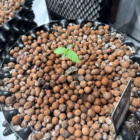 Papayton  growlog timeline photo