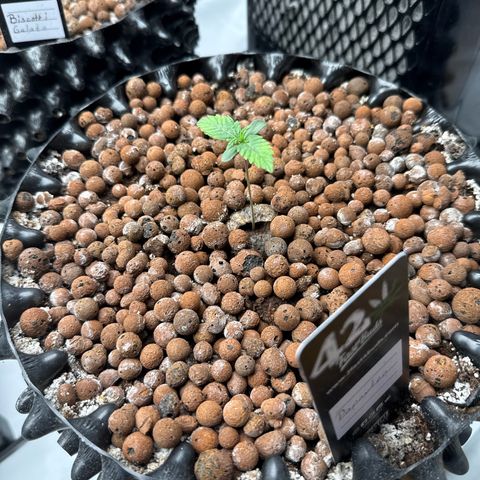 Papayton  growlog timeline photo
