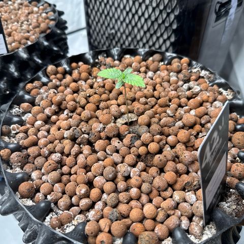Papayton  growlog timeline photo