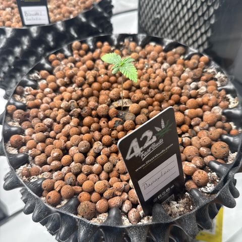 Papayton  growlog timeline photo